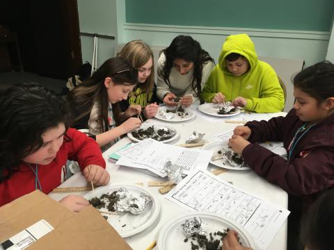 STEM Owl Pellets